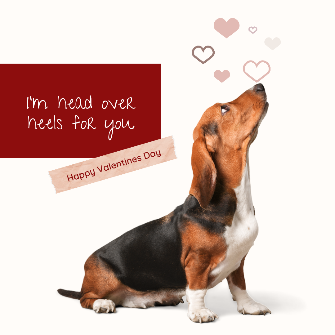 How do you show your love for your pet on valentine’s day?