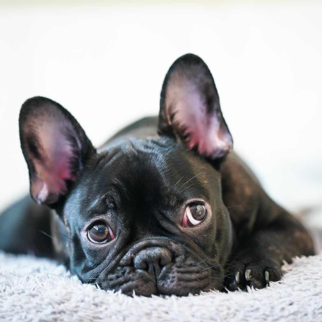 Doggie social clubs are a safe alternative