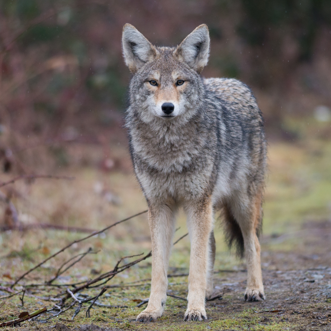 What to do if you see coyotes while walking your dog.
