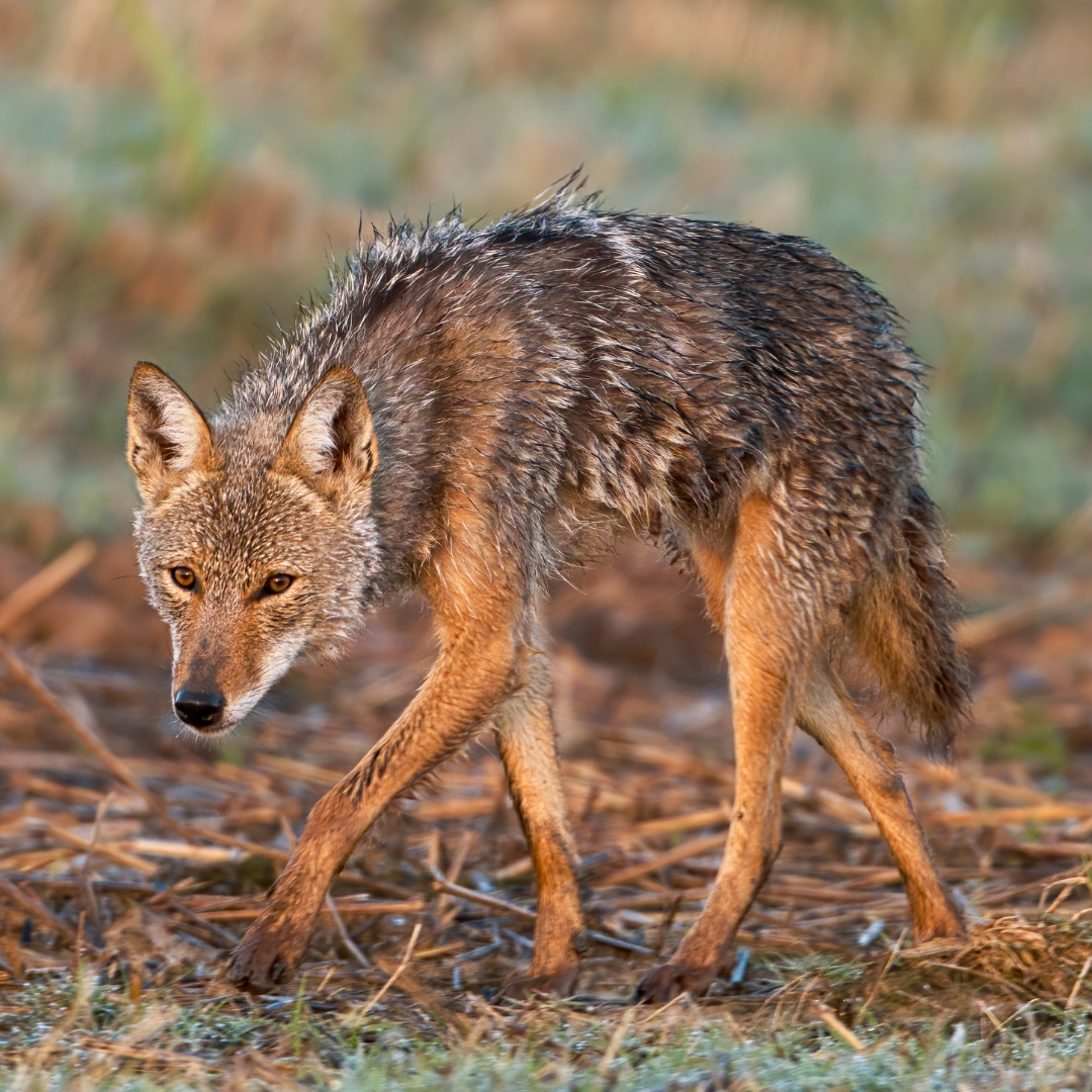 What to do if you see coyotes while walking your dog.