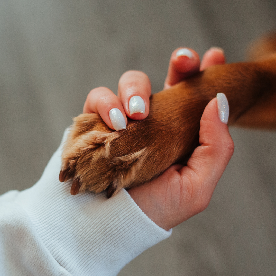 How to Get Your Dog Ready for Membership at The Bark Park – Tucson’s First Canine Social Club
