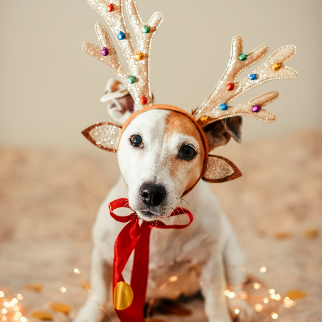 Holiday Safety Tips for Pets