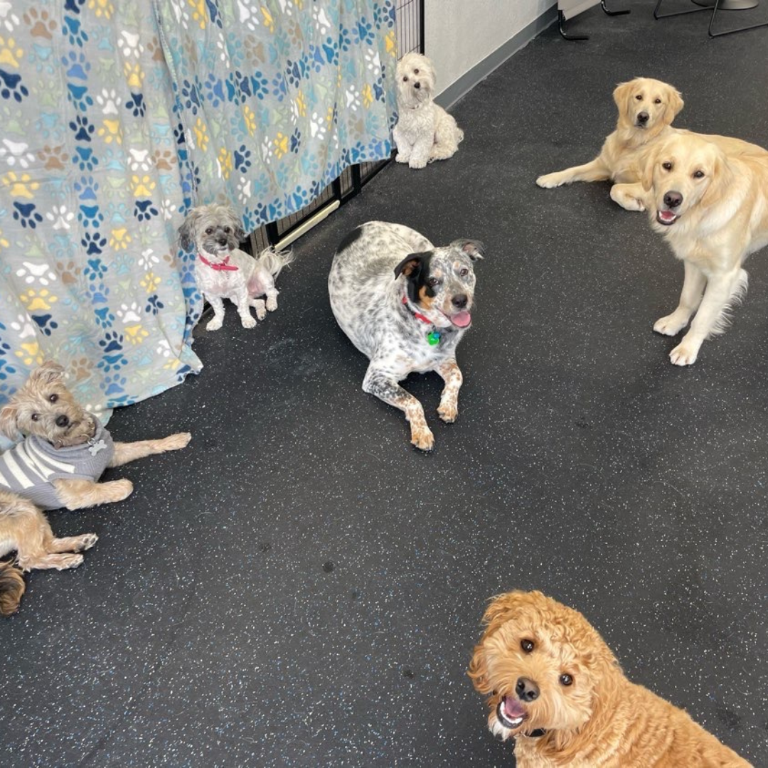 Why You and Your Dog Will LOVE Doggie Daycare!
