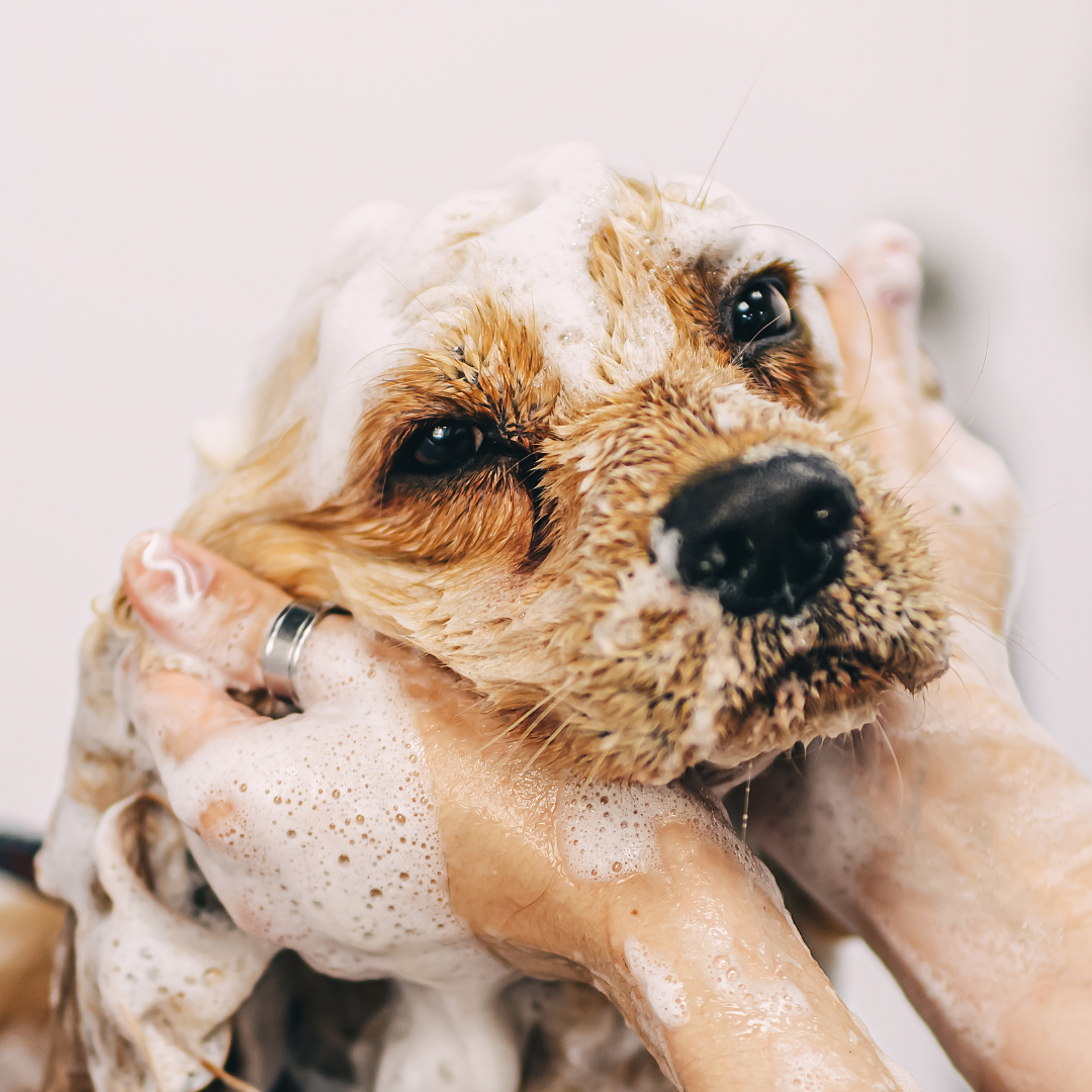 6 Important Dog Grooming Practices