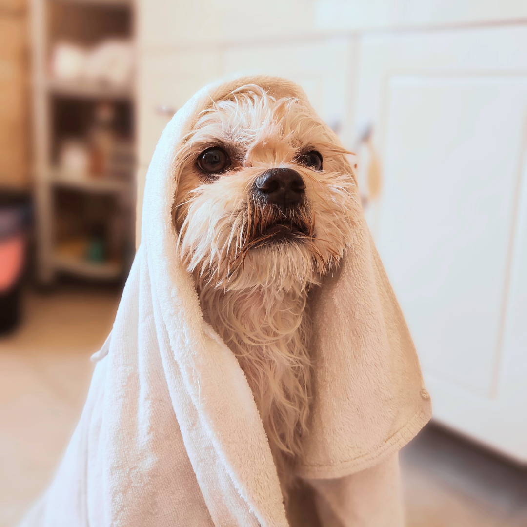 6 Important Dog Grooming Practices