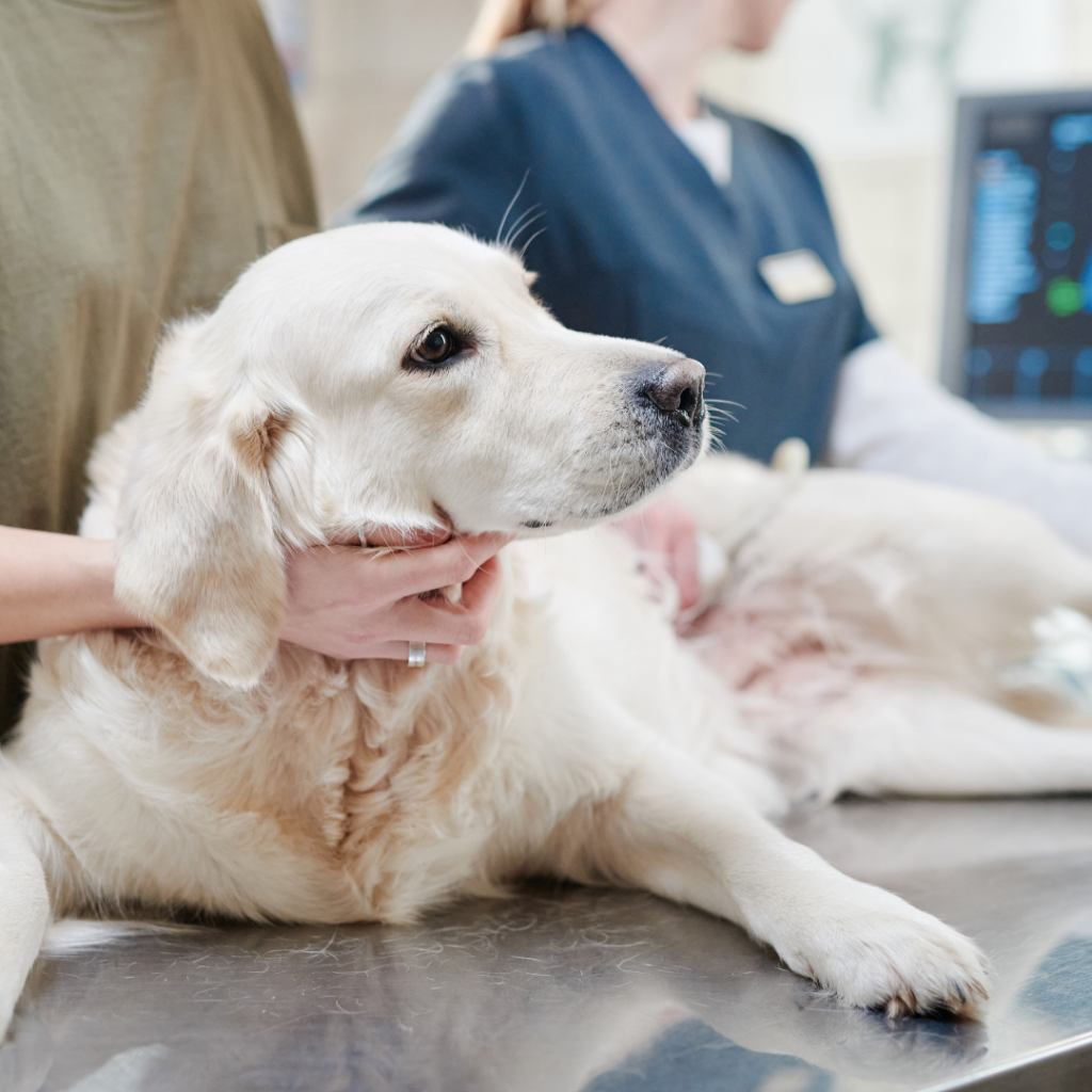 Bloat (GDV) in Dogs Working For Wags dog walking & pet siting.