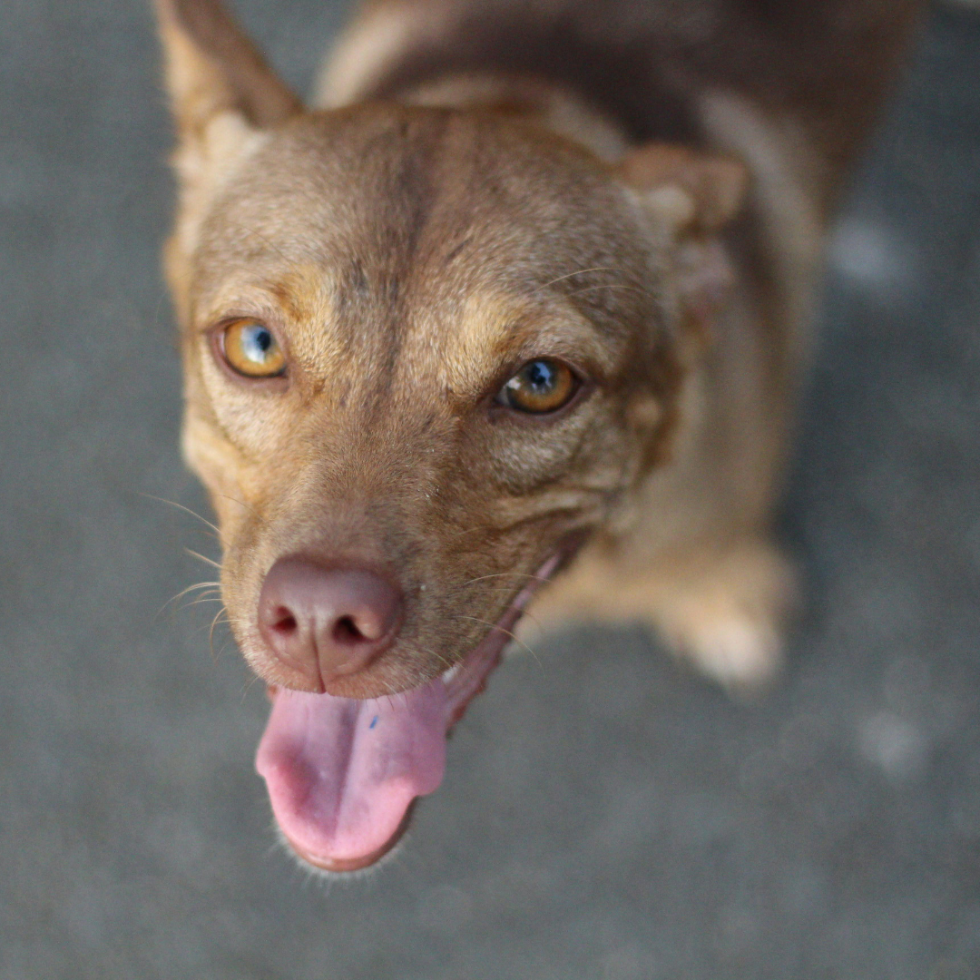Heatstroke in Dogs – Warning Signs & Treatment