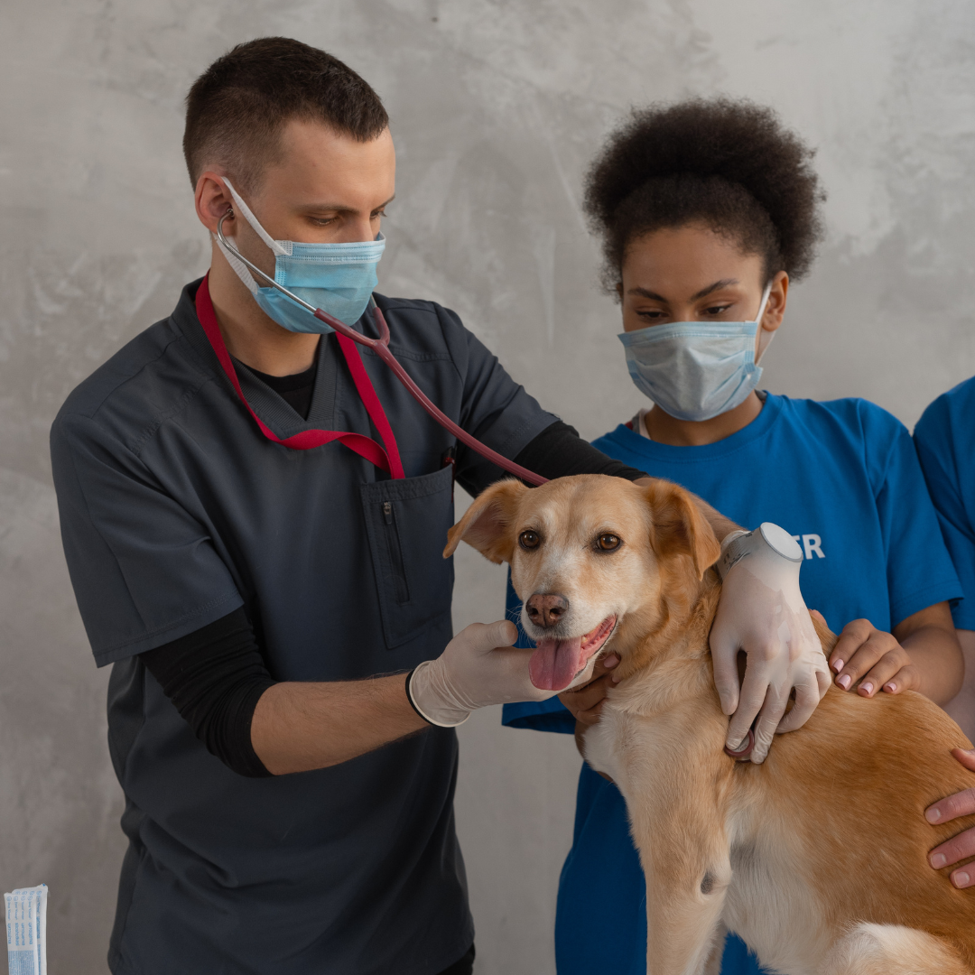 Bloat (GDV) in Dogs