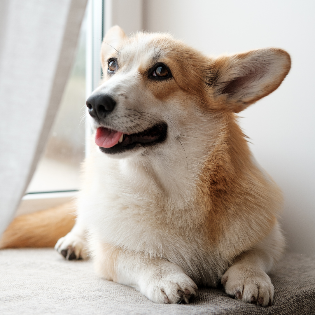 Moving with Your Pet – How to Keep Them Comfortable and Safe