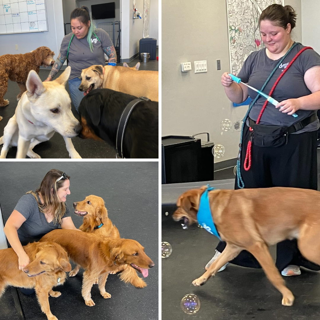 What Makes Dogs of Tucson Special – Our Amazing Team of Rufferees