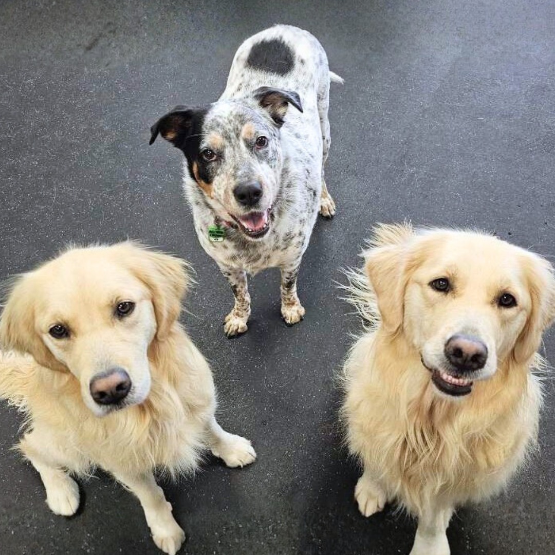 14 Things You & Your Dog Will LOVE About Dogs of Tucson