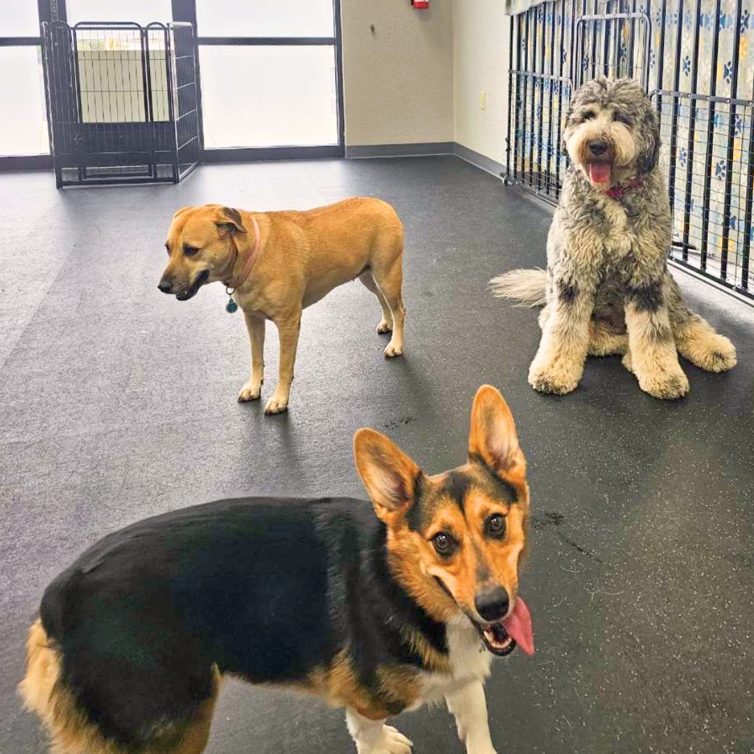 Stay Cool at Dogs of Tucson This Summer!