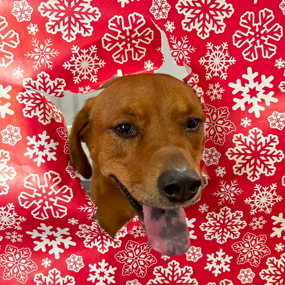 Do’s & Don’ts for Feeding Your Dog Holiday Treats